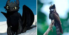 El curioso parecido entre el personaje de la popular saga animada y un ave del sudeste asiático ha desatado una ola de comentarios y teorías en redes sociales.