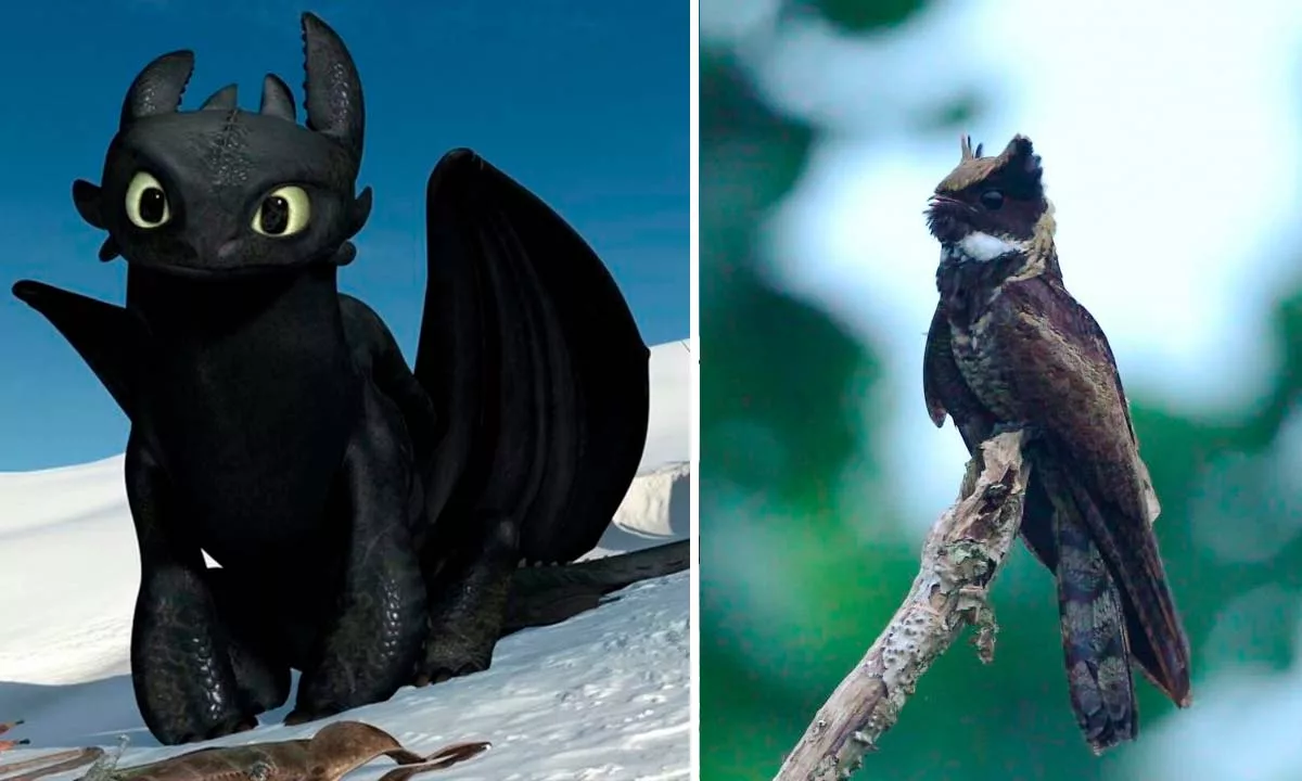 El curioso parecido entre el personaje de la popular saga animada y un ave del sudeste asiático ha desatado una ola de comentarios y teorías en redes sociales.