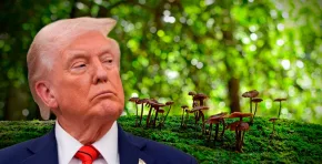 Con un discurso que tilda la crisis climática de “farsa”, el presidente Donald Trump reduce la presencia estadounidense en la COP30. Foto: Stakeholders