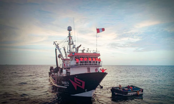 Conoce cómo funciona Salvamares, el programa peruano que forma a tripulantes para rescatar y registrar especies marinas en riesgo.