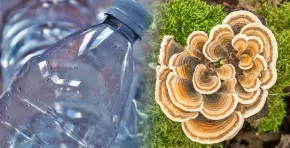 Un nuevo recubrimiento hecho con micelio del hongo Trametes versicolor podría ser capaz de reemplazar plásticos de un solo uso y posicionarse como una alternativa viable para la industria alimentaria.