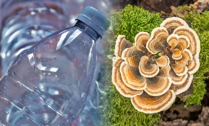 Un nuevo recubrimiento hecho con micelio del hongo Trametes versicolor podría ser capaz de reemplazar plásticos de un solo uso y posicionarse como una alternativa viable para la industria alimentaria.
