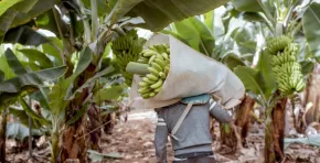 Desde hace tres años, Wong pone en valor los frutos de nuestra tierra y las historias de quienes los cultivan.