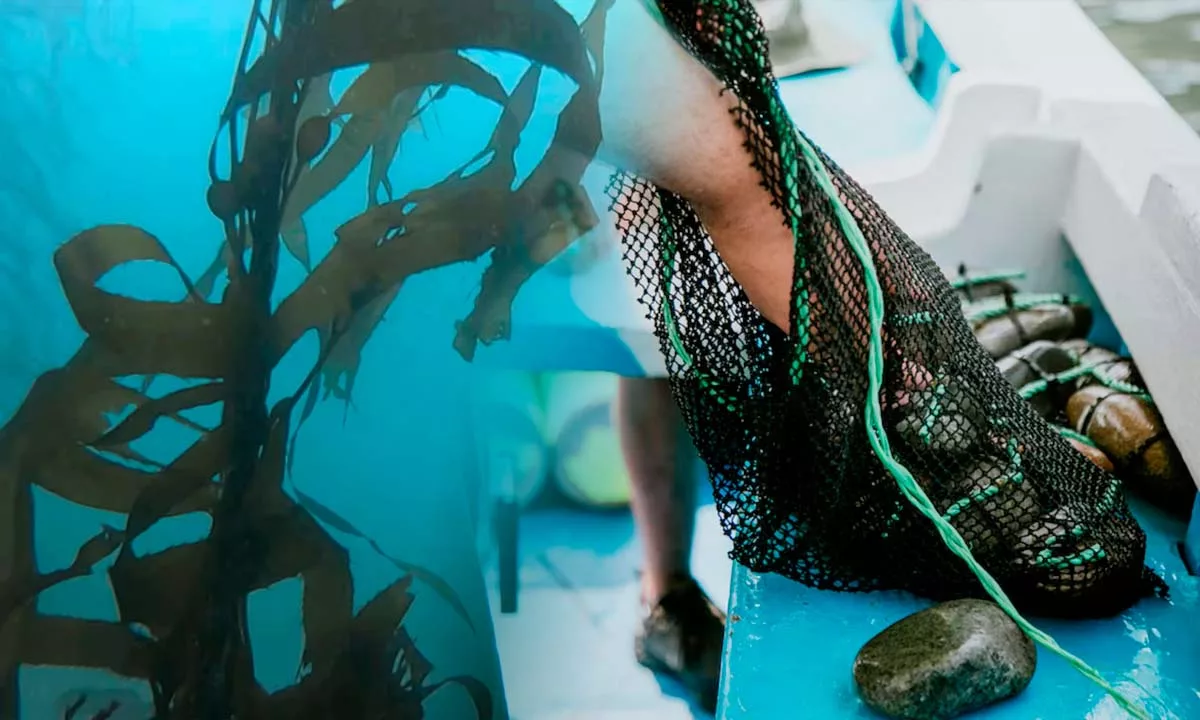 Un proyecto de repoblamiento de algas está transformando el ecosistema marino en una playa del Perú, atrayendo nuevamente peces y otras especies que habían desaparecido durante años.