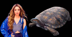 Descubren Shakiremys colombiana, nuevo género de tortuga fósil hallado en la Tatacoa y nombrado en honor a Shakira por su singular valor evolutivo. Foto: Stakeholders.