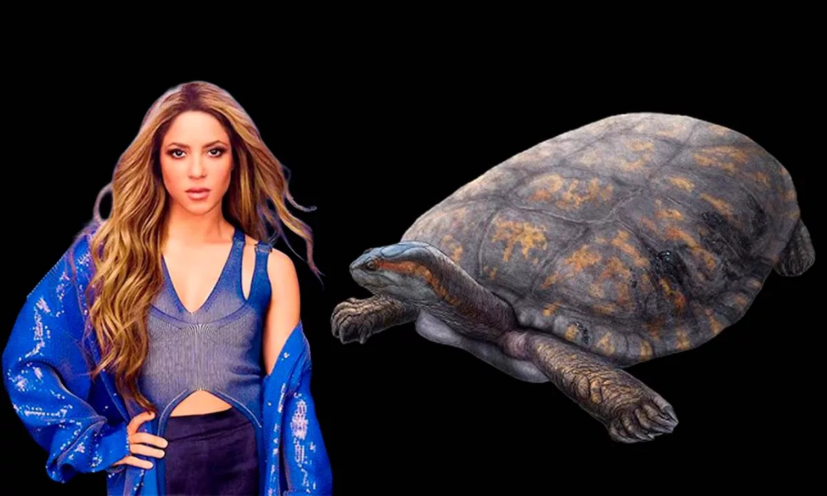 Descubren Shakiremys colombiana, nuevo género de tortuga fósil hallado en la Tatacoa y nombrado en honor a Shakira por su singular valor evolutivo. Foto: Stakeholders.