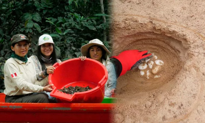 El proyecto pertenece en el Plan de Manejo para la recuperación de la especie y el futuro Mecanismo de Retribución por Servicios Ecosistémicos enfocado en la biodiversidad.