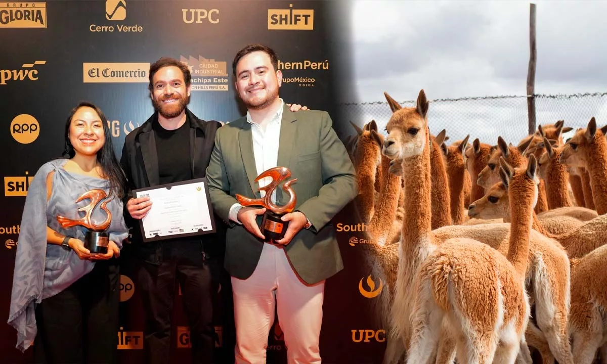 Descubre cómo el proyecto de KUNA rescató a la vicuña mediante prácticas sostenibles y trabajo comunitario, convirtiéndose en un referente de conservación en Perú. Foto: Stakeholders.