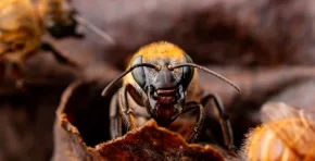 La provincia de Satipo aprobó una ordenanza inédita que reconoce a las abejas amazónicas sin aguijón como sujetos de derechos y protege legalmente su hábitat, marcando un precedente en la defensa de la biodiversidad y los derechos de la naturaleza en el Perú.