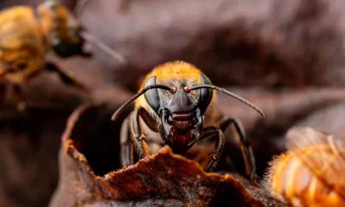 La provincia de Satipo aprobó una ordenanza inédita que reconoce a las abejas amazónicas sin aguijón como sujetos de derechos y protege legalmente su hábitat, marcando un precedente en la defensa de la biodiversidad y los derechos de la naturaleza en el Perú.