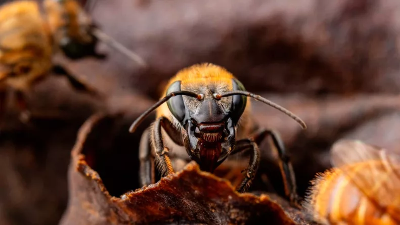 La provincia de Satipo aprobó una ordenanza inédita que reconoce a las abejas amazónicas sin aguijón como sujetos de derechos y protege legalmente su hábitat, marcando un precedente en la defensa de la biodiversidad y los derechos de la naturaleza en el Perú.
