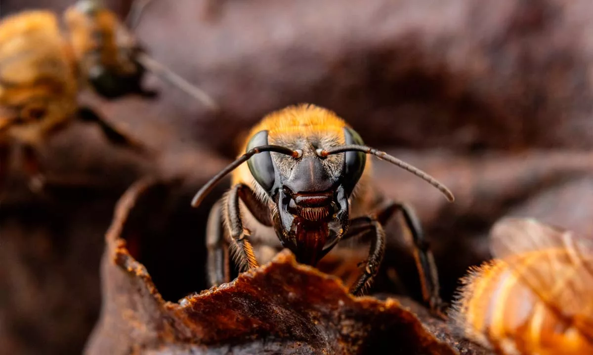 La provincia de Satipo aprobó una ordenanza inédita que reconoce a las abejas amazónicas sin aguijón como sujetos de derechos y protege legalmente su hábitat, marcando un precedente en la defensa de la biodiversidad y los derechos de la naturaleza en el Perú.