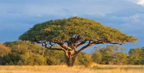 La investigación, basada en tecnología satelital de alta precisión, advierte que África se ha convertido en una fuente neta de emisiones, poniendo en riesgo las metas climáticas globales y exigiendo medidas urgentes para proteger.