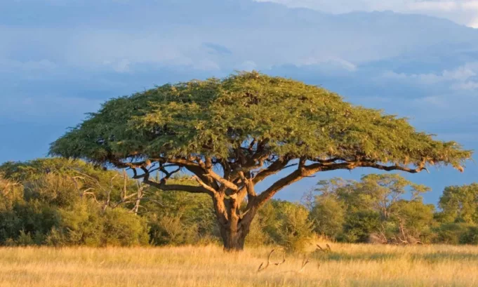 La investigación, basada en tecnología satelital de alta precisión, advierte que África se ha convertido en una fuente neta de emisiones, poniendo en riesgo las metas climáticas globales y exigiendo medidas urgentes para proteger.