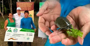 Un trabajo conjunto entre comunidades, autoridades locales y organizaciones privadas permitió la liberación de más de 700 crías de taricaya y la promoción de prácticas sostenibles en la Amazonía peruana.