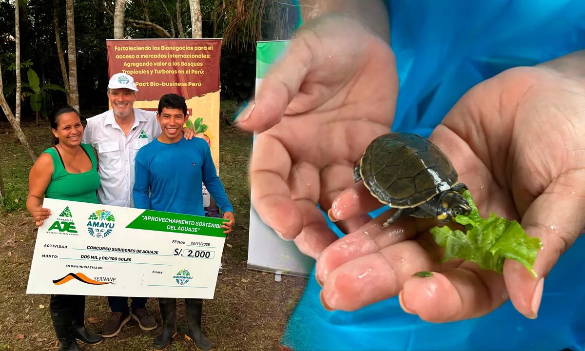 Un trabajo conjunto entre comunidades, autoridades locales y organizaciones privadas permitió la liberación de más de 700 crías de taricaya y la promoción de prácticas sostenibles en la Amazonía peruana.