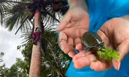 Con el apoyo del Grupo AJE y diversas instituciones, estas iniciativas fortalecen el ecoturismo y generan oportunidades para las comunidades de Loreto. Foto: Stakeholders.