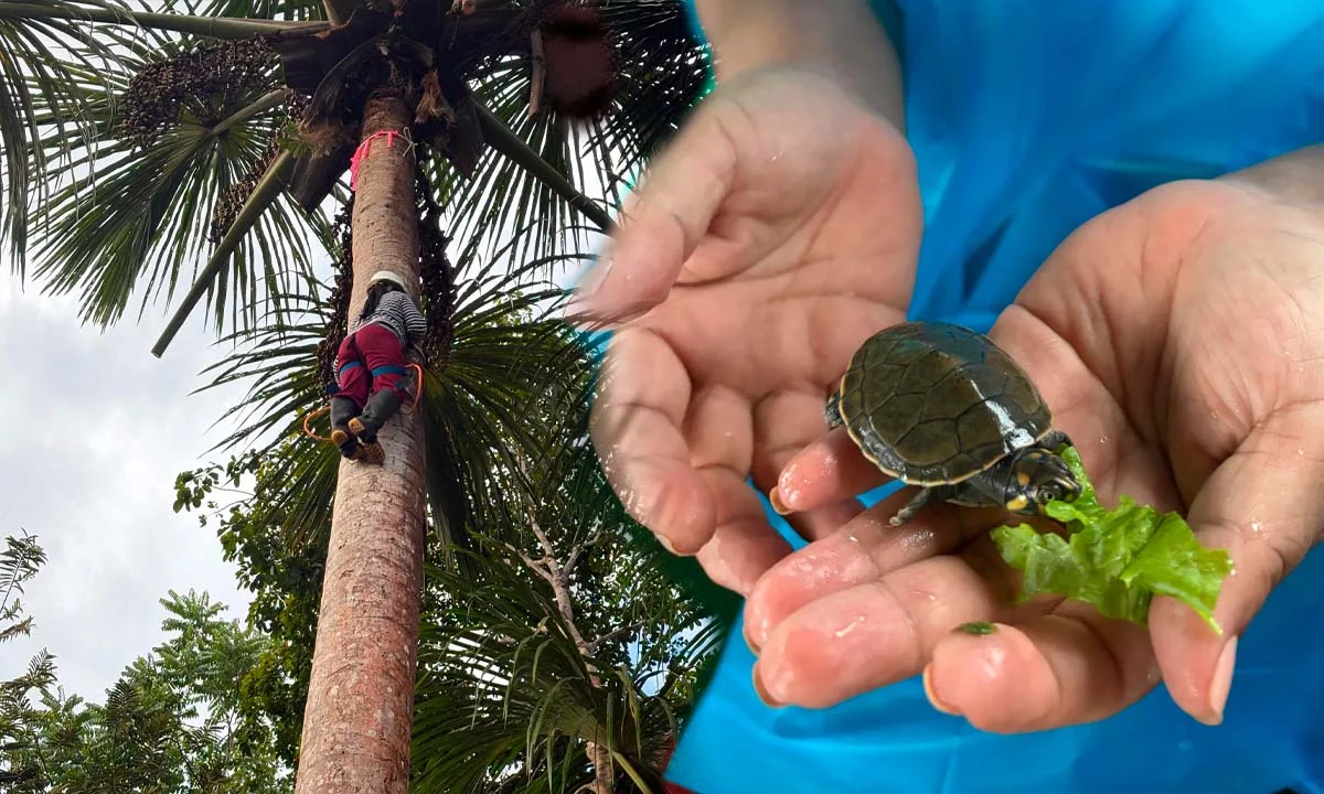 Con el apoyo del Grupo AJE y diversas instituciones, estas iniciativas fortalecen el ecoturismo y generan oportunidades para las comunidades de Loreto. Foto: Stakeholders.