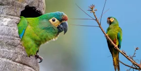 Un proyecto liderado por Aves Argentinas avanza en la reintroducción del maracaná lomo rojo, guacamayo virtualmente extinto en el país, mediante entrenamiento de vuelo, protección del hábitat y conservación activa en Misiones. Foto: Stakeholders.