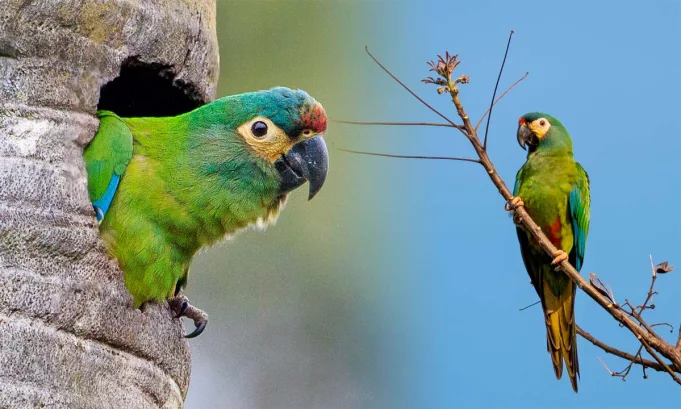 Un proyecto liderado por Aves Argentinas avanza en la reintroducción del maracaná lomo rojo, guacamayo virtualmente extinto en el país, mediante entrenamiento de vuelo, protección del hábitat y conservación activa en Misiones. Foto: Stakeholders.