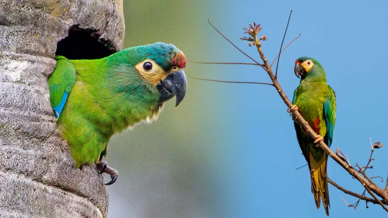 Un proyecto liderado por Aves Argentinas avanza en la reintroducción del maracaná lomo rojo, guacamayo virtualmente extinto en el país, mediante entrenamiento de vuelo, protección del hábitat y conservación activa en Misiones. Foto: Stakeholders.