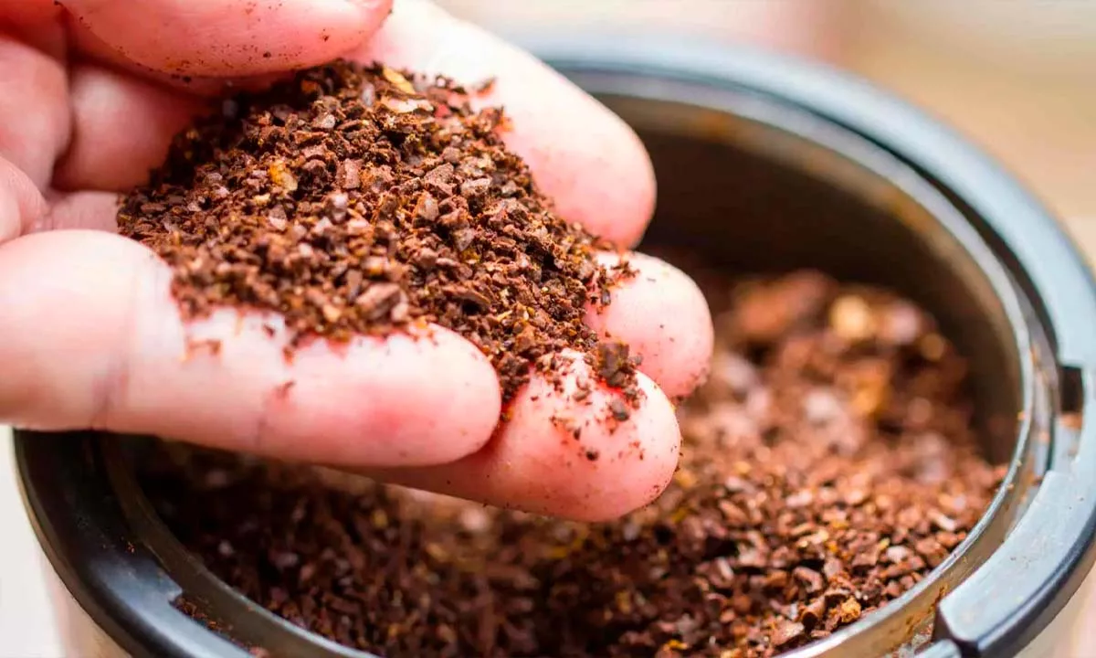 Investigadores en Inglaterra transforman posos de café en filtros sostenibles que reducen la contaminación del agua y abren nuevas alternativas accesibles para el tratamiento hídrico.