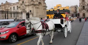 El Poder Judicial ordenó a la Municipalidad de Lima anular permisos y cancelar definitivamente las calesas con caballos en el Centro Histórico.