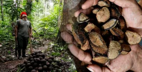 El plan impulsado por el ITP y la OIT propone transformar la industria de la castaña en Madre de Dios hacia un modelo competitivo, sostenible e inclusivo al 2030.