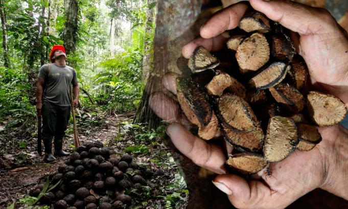 El plan impulsado por el ITP y la OIT propone transformar la industria de la castaña en Madre de Dios hacia un modelo competitivo, sostenible e inclusivo al 2030.