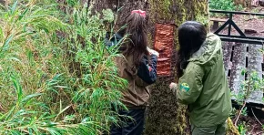 Coihue Abuelo vandalizado en Chile: CONAF investiga el daño a un árbol de 600 años tras la extracción ilegal de su corteza y especialistas advierten riesgos graves para su supervivencia.
