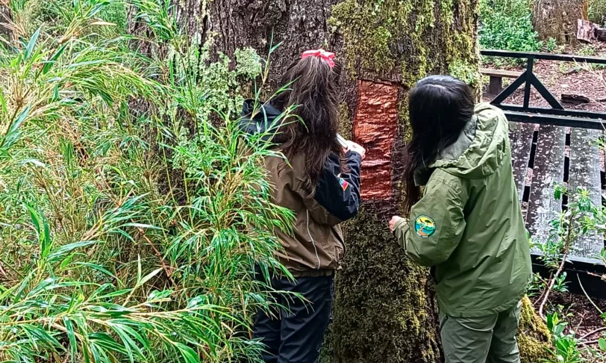 Coihue Abuelo vandalizado en Chile: CONAF investiga el daño a un árbol de 600 años tras la extracción ilegal de su corteza y especialistas advierten riesgos graves para su supervivencia.