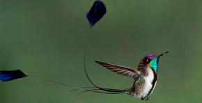Descubrimientos científicos en Machu Picchu, la Amazonía y otros ecosistemas revelan nuevas especies de plantas y animales en Perú durante 2025 y destacan el valor clave de las áreas protegidas para la conservación.