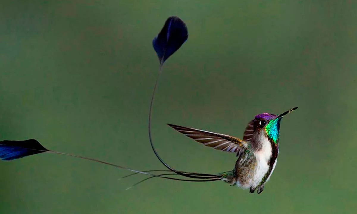 Descubrimientos científicos en Machu Picchu, la Amazonía y otros ecosistemas revelan nuevas especies de plantas y animales en Perú durante 2025 y destacan el valor clave de las áreas protegidas para la conservación.