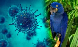 La crisis de contagio de los guacamayos azules expone fallas en la bioseguridad y tensiones internacionales en su manejo. Foto: Stakeholders.