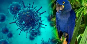 La crisis de contagio de los guacamayos azules expone fallas en la bioseguridad y tensiones internacionales en su manejo. Foto: Stakeholders.