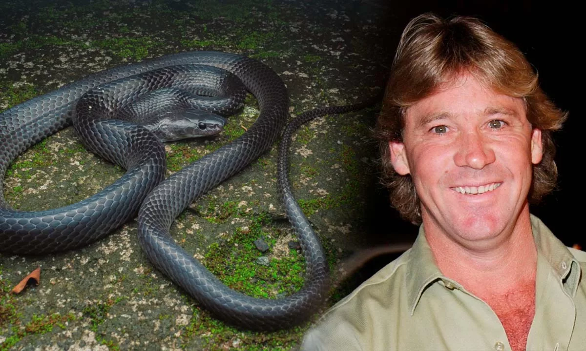 Investigadores de India y Alemania describen una especie no venenosa, de coloración negra brillante y distribución geográfica extremadamente limitada, cuyos rasgos distintivos y estado de amenaza revelan la necesidad de acelerar estudios taxonómicos y acciones de conservación en regiones biodiversas como Andamán y Nicobar.