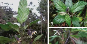 Un equipo de científicos describió una planta endémica de Oxapampa que solo existe en tres localidades y enfrenta riesgos por el cambio de uso del suelo y la degradación del bosque.