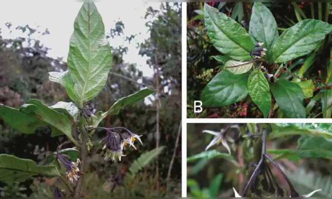 Un equipo de científicos describió una planta endémica de Oxapampa que solo existe en tres localidades y enfrenta riesgos por el cambio de uso del suelo y la degradación del bosque.