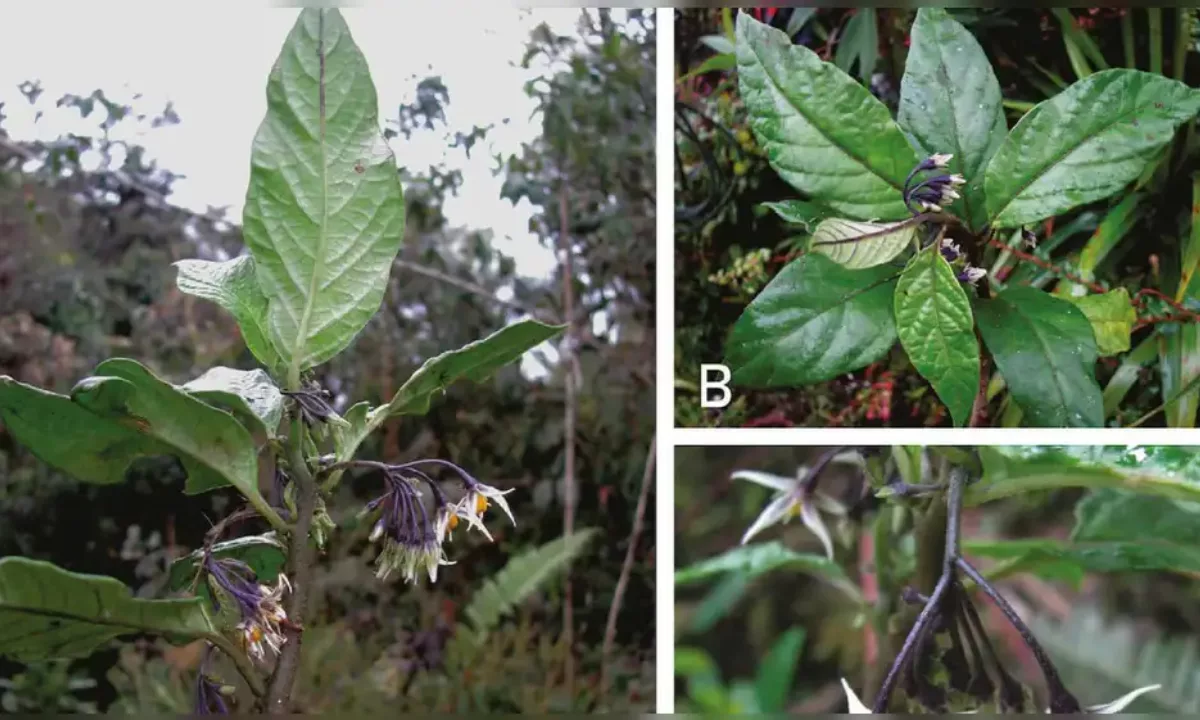 Un equipo de científicos describió una planta endémica de Oxapampa que solo existe en tres localidades y enfrenta riesgos por el cambio de uso del suelo y la degradación del bosque.