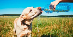 Veterinarios alertan sobre el golpe de calor en mascotas ante las altas temperaturas y entregan claves de prevención, síntomas de alerta y primeros auxilios para evitar consecuencias graves en perros y gatos.