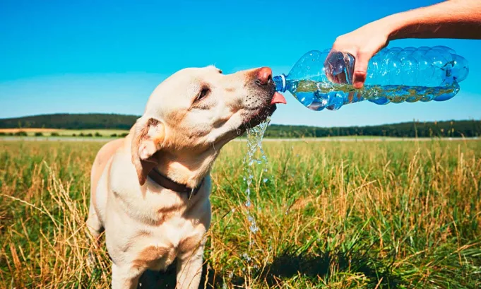Veterinarios alertan sobre el golpe de calor en mascotas ante las altas temperaturas y entregan claves de prevención, síntomas de alerta y primeros auxilios para evitar consecuencias graves en perros y gatos.