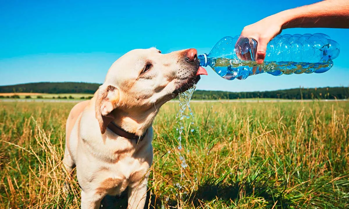 Veterinarios alertan sobre el golpe de calor en mascotas ante las altas temperaturas y entregan claves de prevención, síntomas de alerta y primeros auxilios para evitar consecuencias graves en perros y gatos.