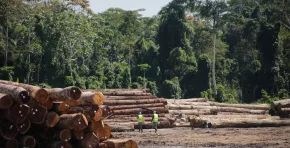 Más de 2 millones de m³ de madera fueron registrados con trazabilidad en el SNIFFS durante el 2025. El SERFOR refuerza el uso de la GTF para promover transparencia, legalidad y sostenibilidad en la cadena forestal.