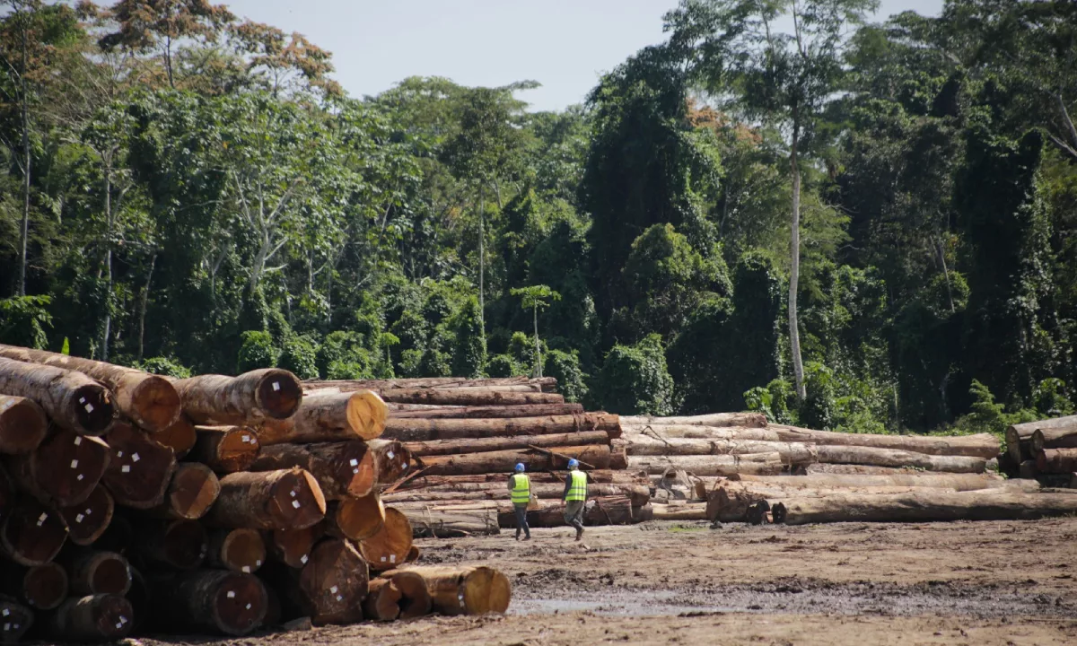 Más de 2 millones de m³ de madera fueron registrados con trazabilidad en el SNIFFS durante el 2025. El SERFOR refuerza el uso de la GTF para promover transparencia, legalidad y sostenibilidad en la cadena forestal.