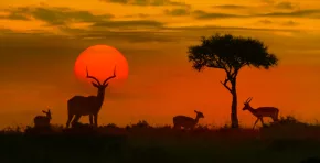 Peruanos pueden ingresar sin visa a varios países africanos en 2026; conoce qué destinos están habilitados, cómo llegar desde Lima y por qué África se posiciona como una alternativa turística en auge.