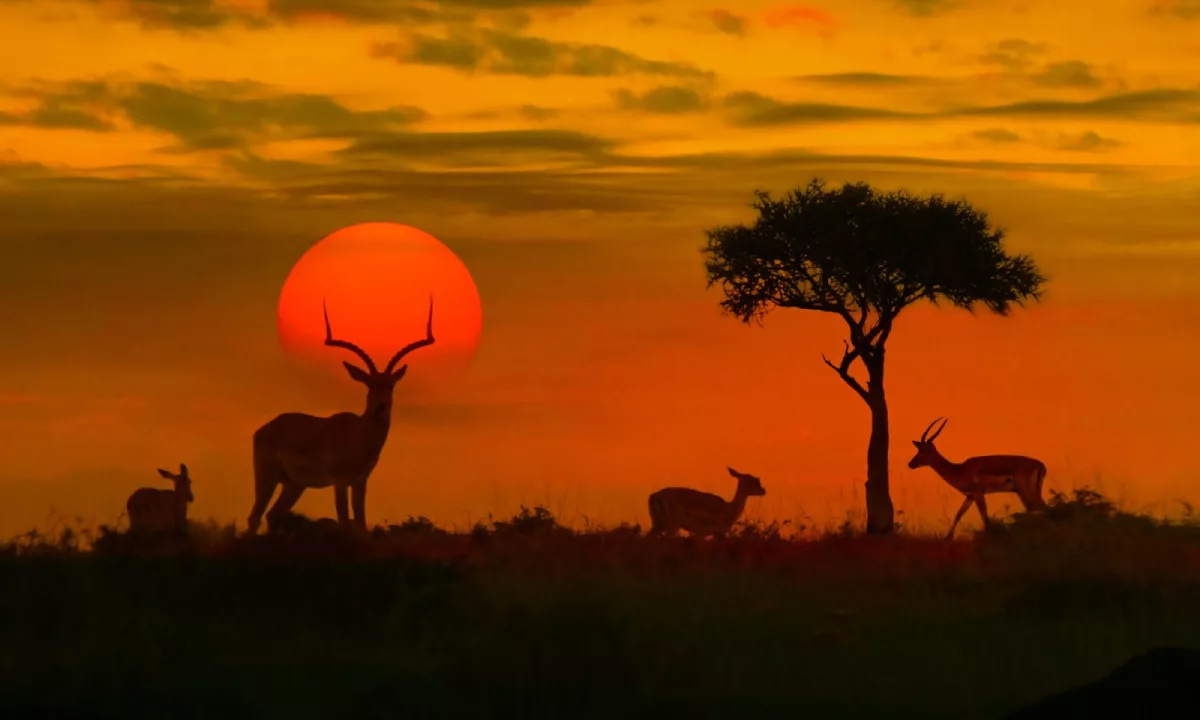 Peruanos pueden ingresar sin visa a varios países africanos en 2026; conoce qué destinos están habilitados, cómo llegar desde Lima y por qué África se posiciona como una alternativa turística en auge.