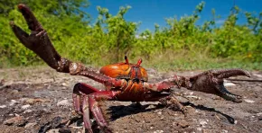 Autoridades regionales anunciaron operativos de fiscalización y llamaron a la ciudadanía a respetar la veda, recordando que la conservación del manglar garantiza el sustento de cientos de familias en Tumbes.