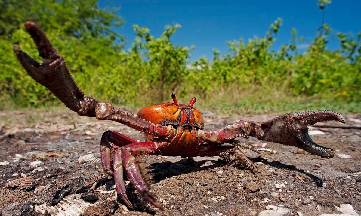 Autoridades regionales anunciaron operativos de fiscalización y llamaron a la ciudadanía a respetar la veda, recordando que la conservación del manglar garantiza el sustento de cientos de familias en Tumbes.