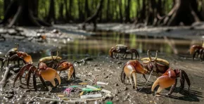 Investigación científica demuestra que los cangrejos violinistas actúan como “ingenieros del ecosistema” al transformar microplásticos en manglares contaminados, aunque este fenómeno podría aumentar la presencia de nanoplásticos con efectos aún desconocidos.