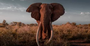El Servicio de Vida Silvestre de Kenia confirmó la muerte por causas naturales del elefante símbolo de conservación, cuya historia refleja los avances y desafíos en la protección de la fauna africana.